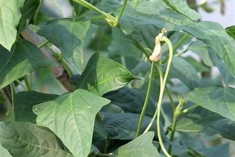 豆角追肥用什么肥料好