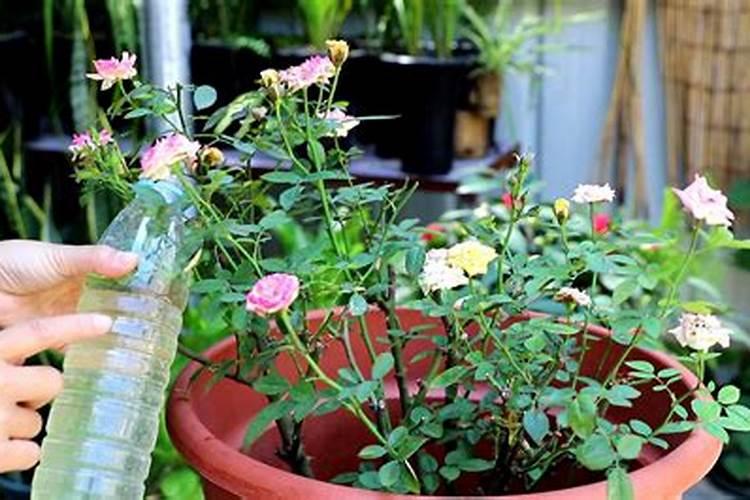 月季花用什么肥料最好最旺花