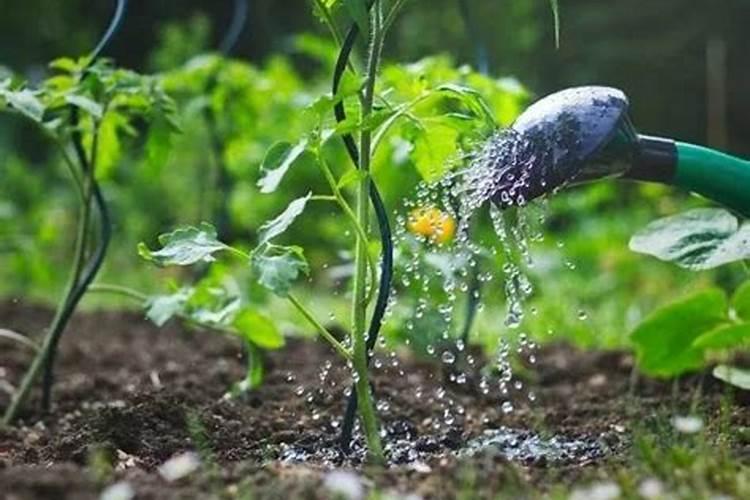 用什么肥料使植物在发芽期长得又粗又壮
