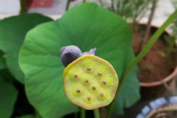 高磷肥料有哪些 什么是高磷肥
