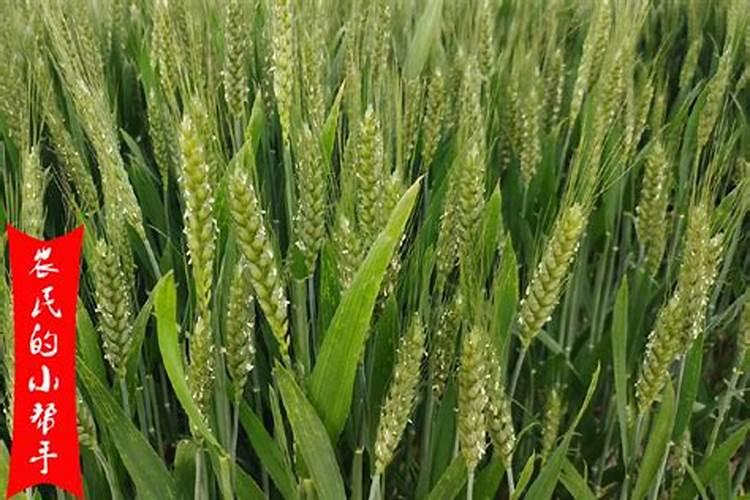 微量元素肥料有哪些 微量元素肥料有什么作用