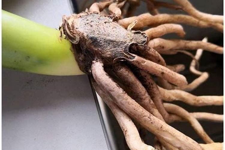 用啥肥料能促使莴笋长得又粗又大