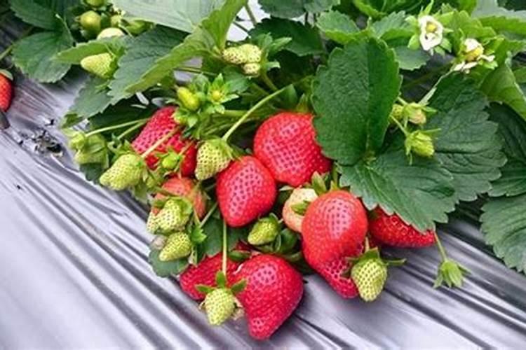 草莓开花期注意什么