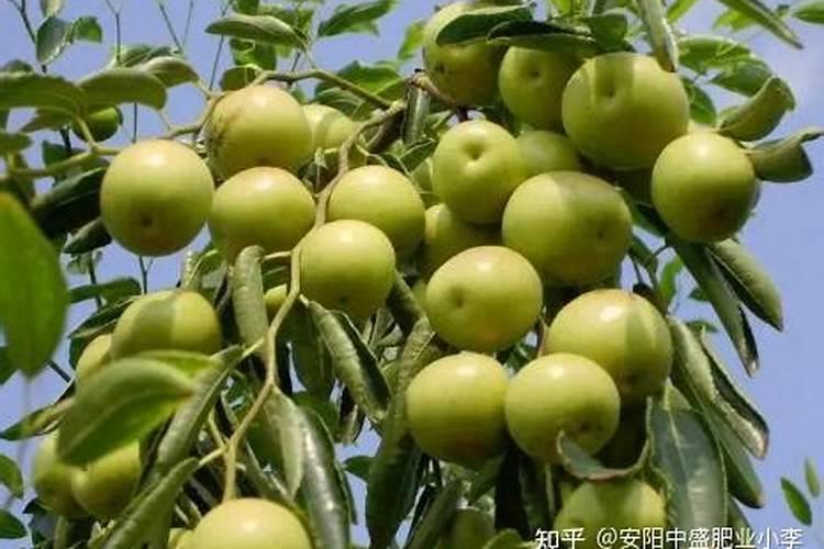 冬枣怎样能变白、变黄