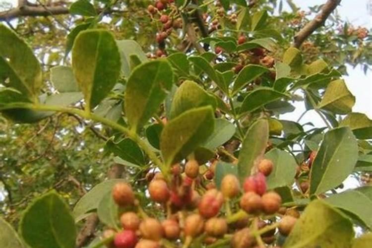 种植水稻,插秧后几天下肥呢？用什么肥好？