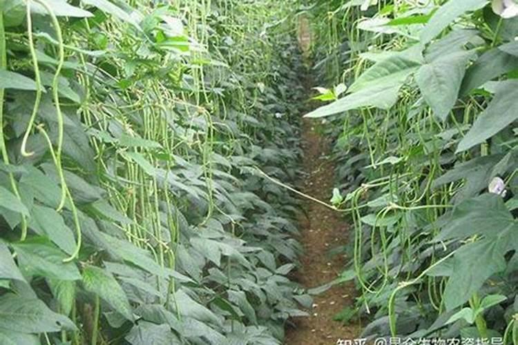 怎样种植无架豇豆
