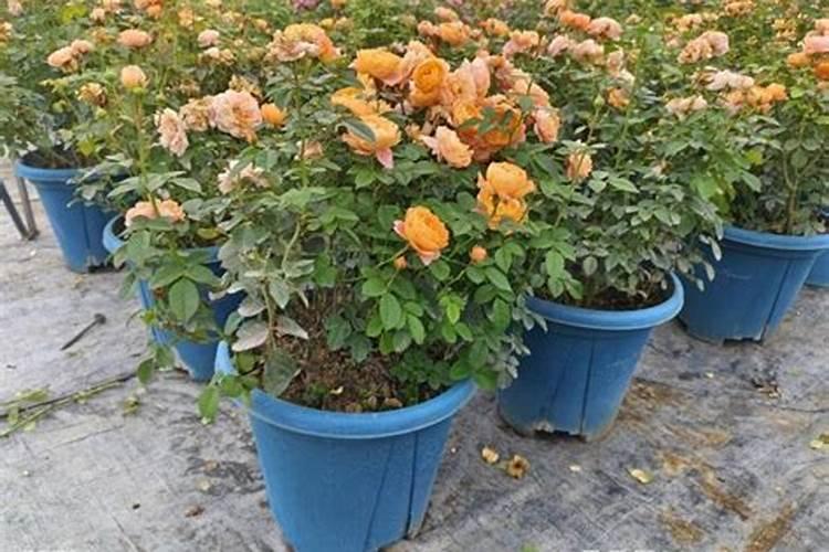 盆栽腊梅生长茂盛不开花原因