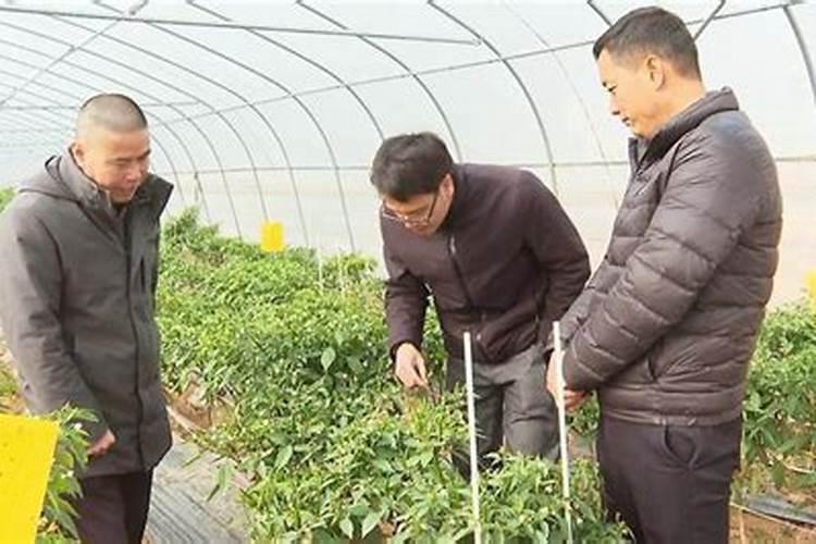 辣椒喷什么叶面肥结果多