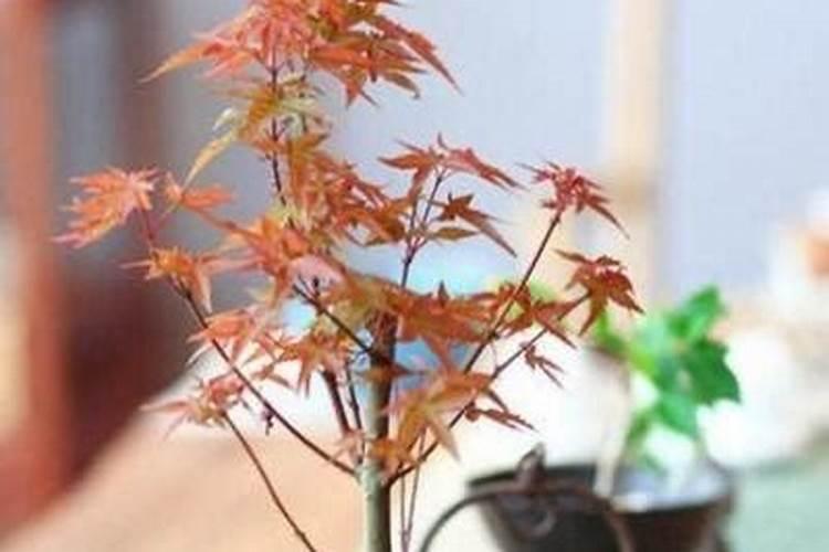 硼肥对红薯有什么作用 最佳使用时间