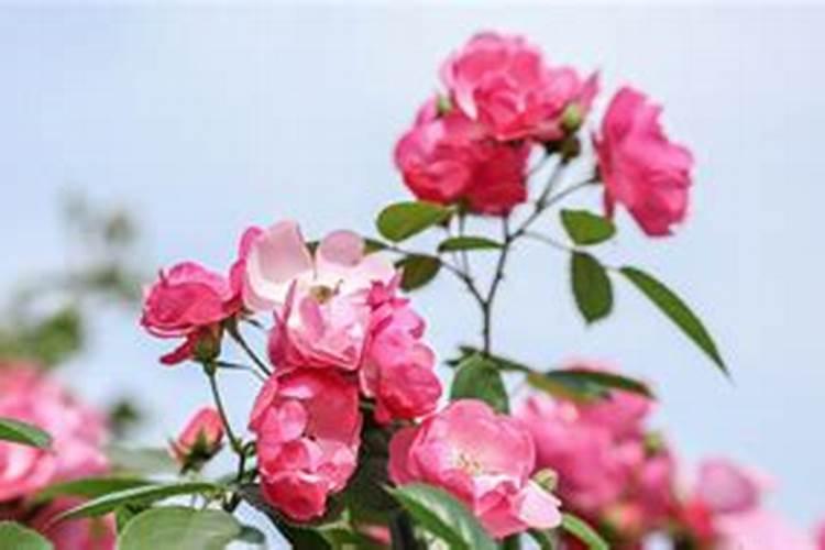 月季花现在都发芽了,而且也长新叶子了,可以施肥吗。