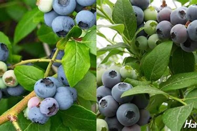 蓝莓膨果期施什么肥比较好