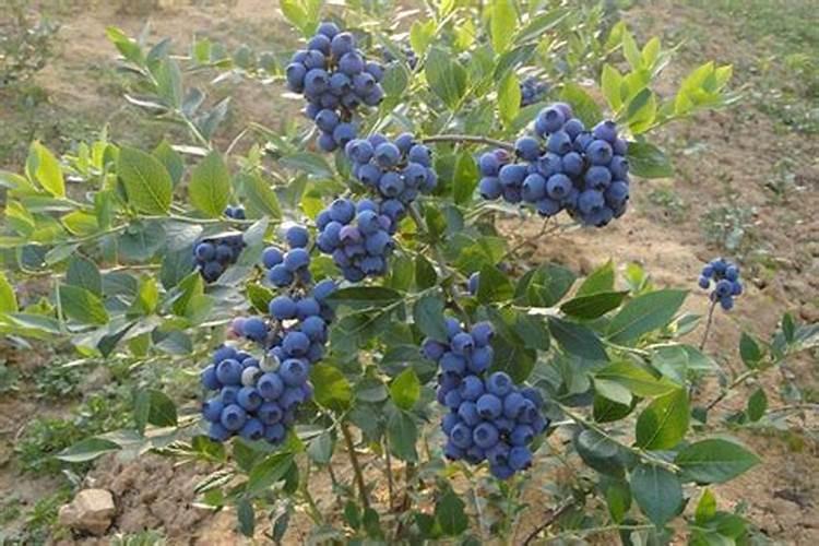 蓝莓用什么肥料最好
