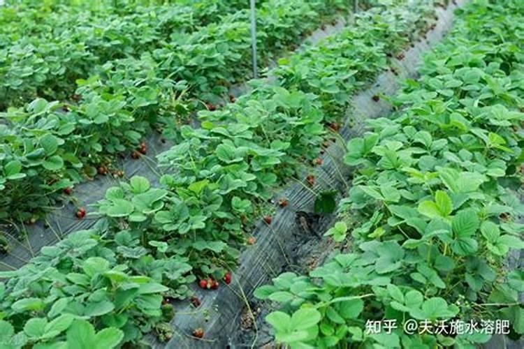 为什么植物叶需要氮肥,果需要磷肥,枝干强壮需要钾肥呢？