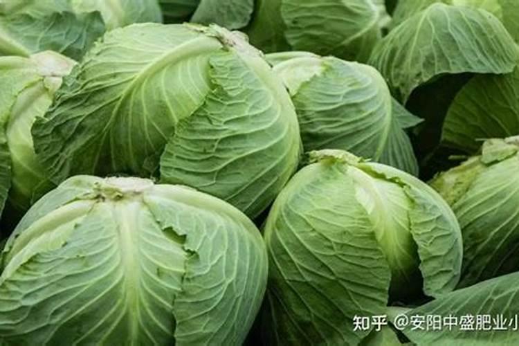 卷心菜什么时候种？如何正确施肥？