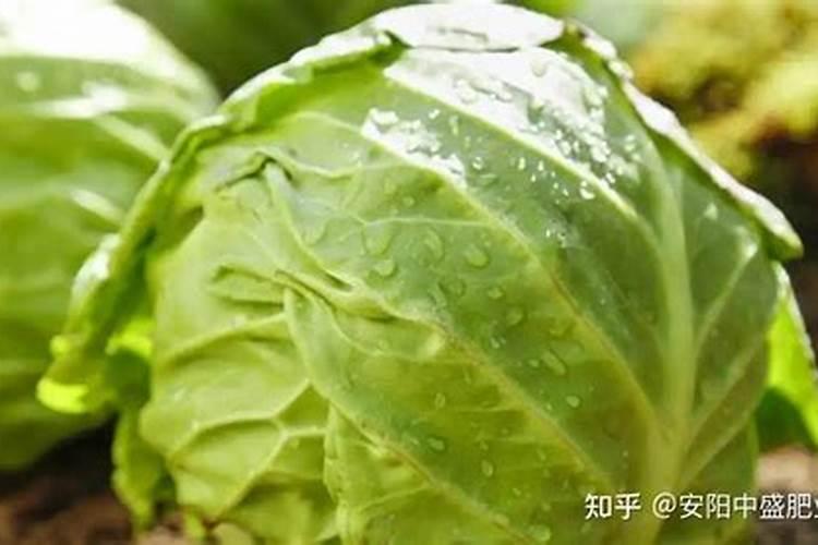 卷心菜怎么施肥