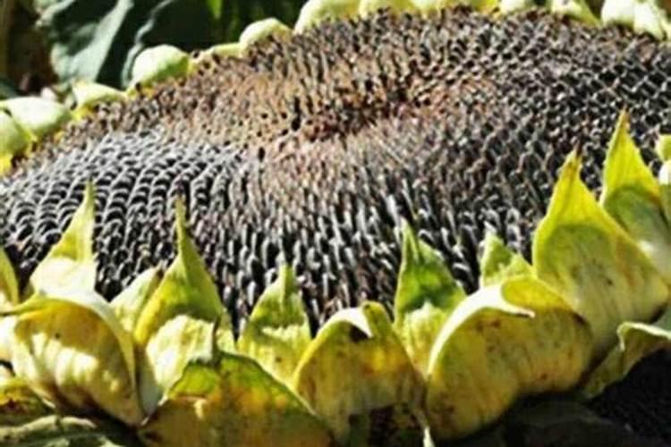 花草浇什么肥料合适
