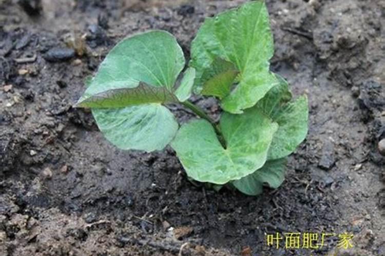 红薯施肥注意事项是什么