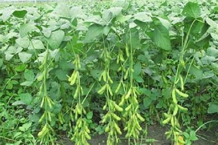 黄豆开花期需要施什么肥 什么时候施肥能高产