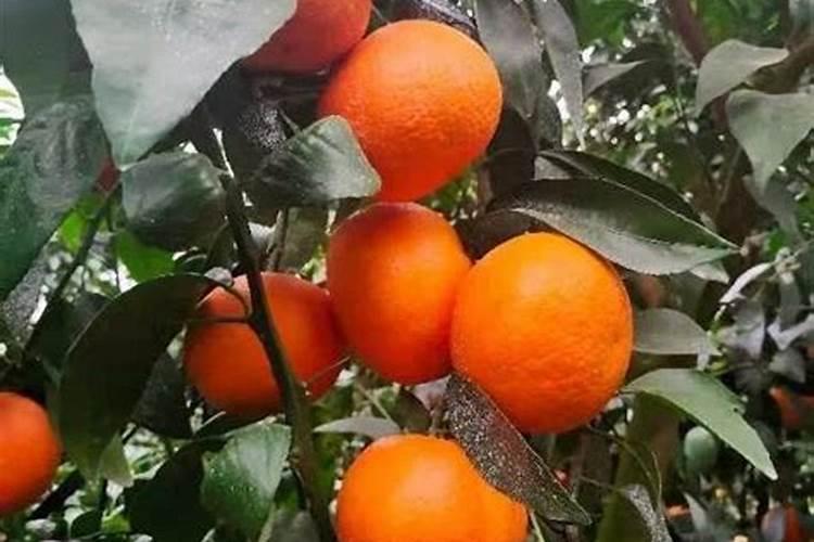 柑橘最忌三种肥料