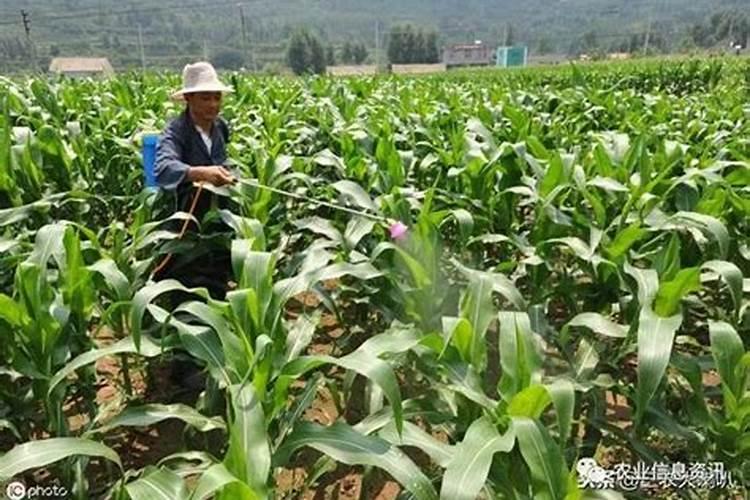 玉米什么时候喷施叶面肥 玉米施肥技巧