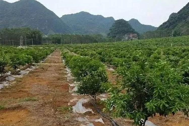土豆不能和什么一起种植