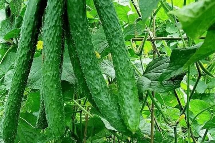 水果黄瓜,冲什么钙肥好？
