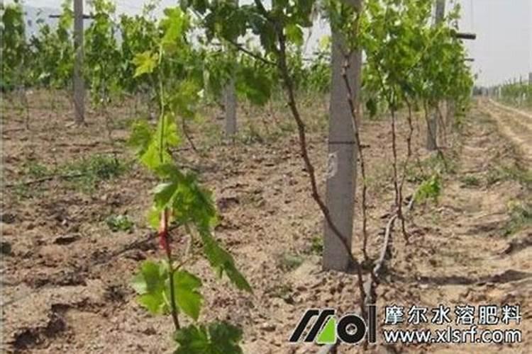 蔬菜喷洒芸苔素后多长时间能看到效果