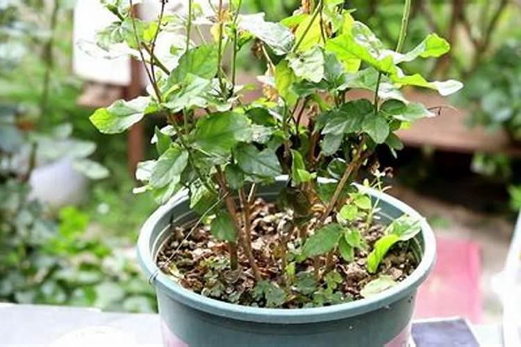 新疆棉花的生长条件和特点