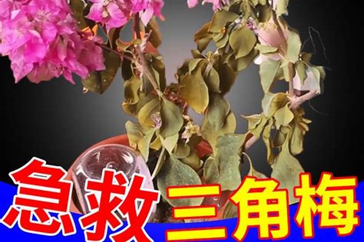 各种肥料的肥效期多长