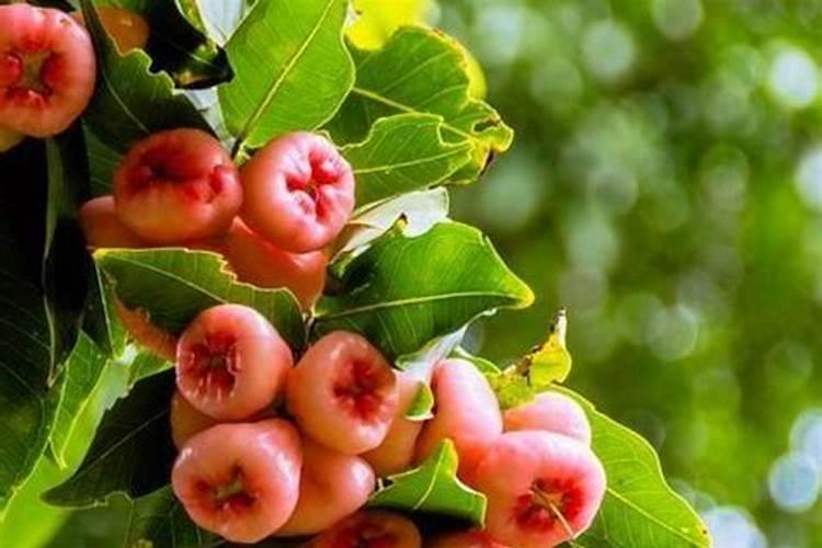 阆苑蜜柚保花保果与疏花疏果