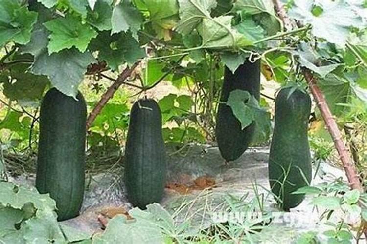 杜鹃花适合用什么肥料？
