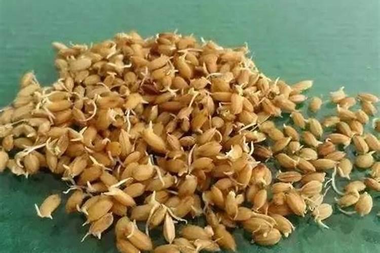 什么肥料可以催芽苗