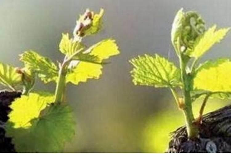 花芽分化用什么肥料好,什么肥料促进花芽分化