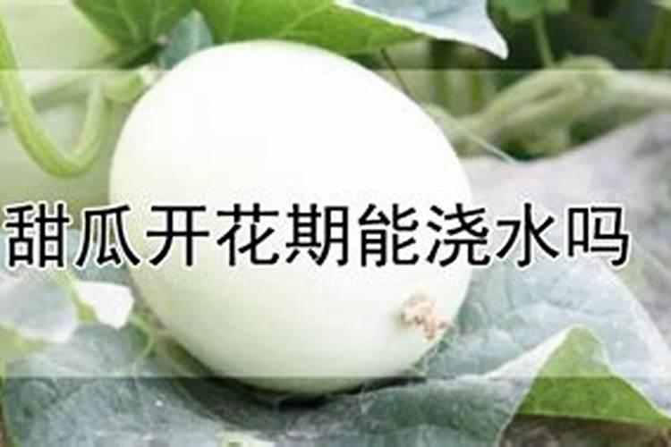 种瓜用什么肥料最好？