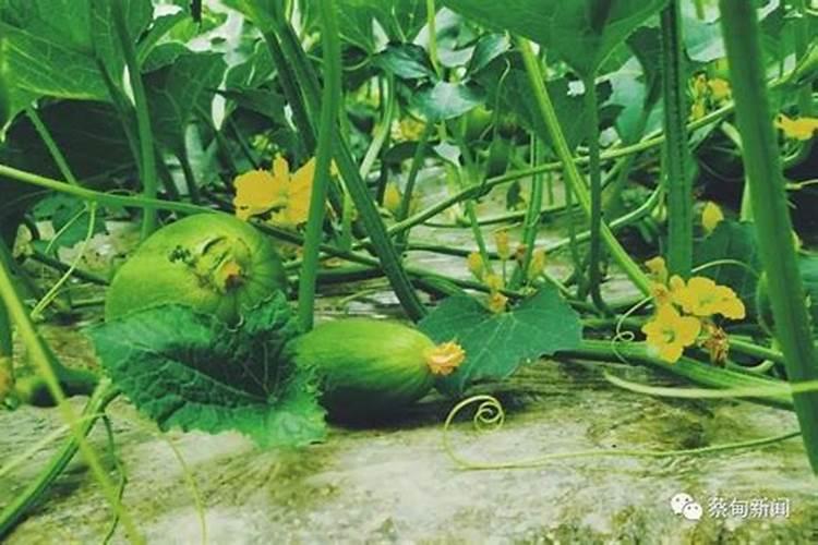 种瓜用什么肥料最好？