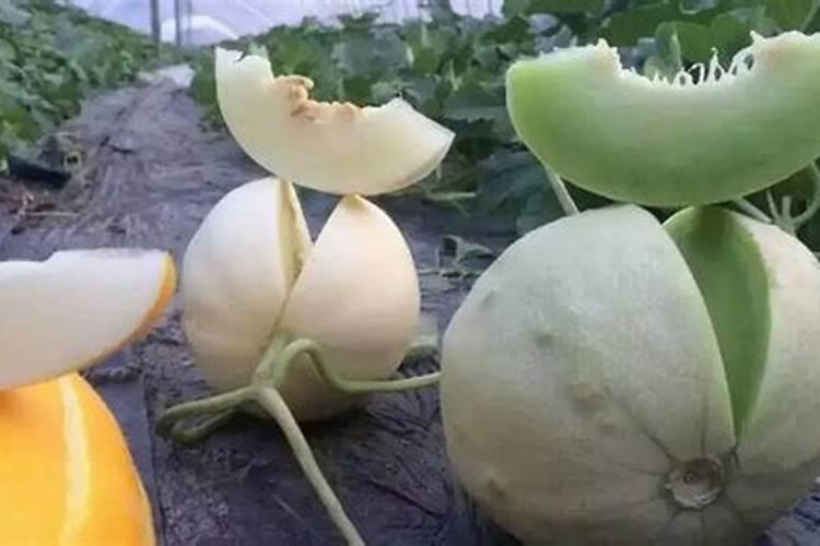 香瓜施什么肥料最好