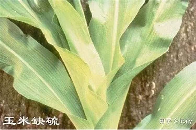 玉米脱肥什么表现 脱肥了怎么办