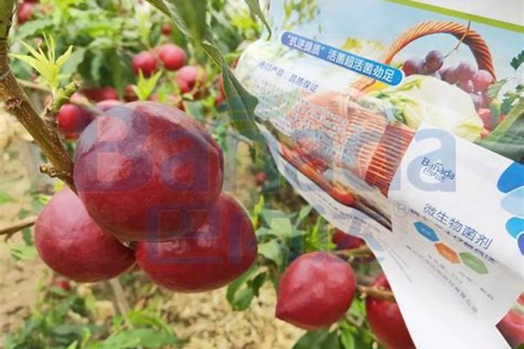 桃树硬核期需要追肥吗？追什么肥料效果好呢？