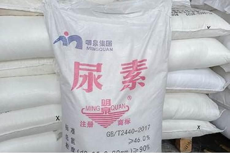 白玉兰树种植方法白玉兰树怎么养