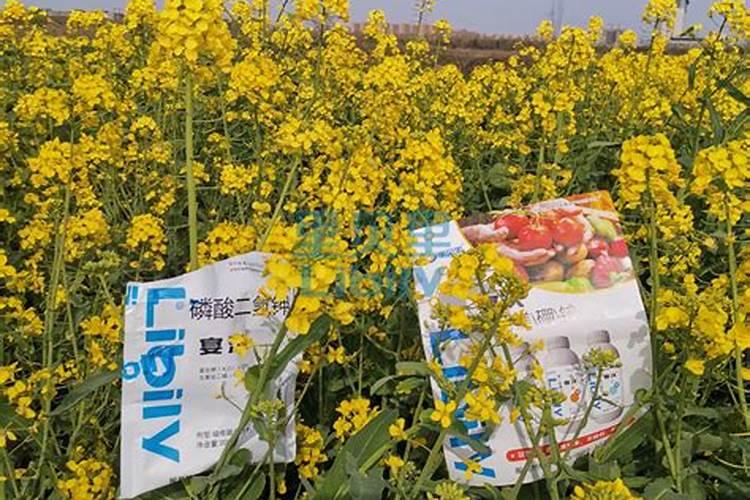 自家种番茄家里用什么肥料