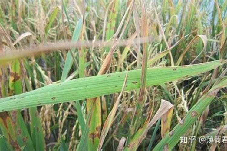 农作物什么原因可以不用钾肥？