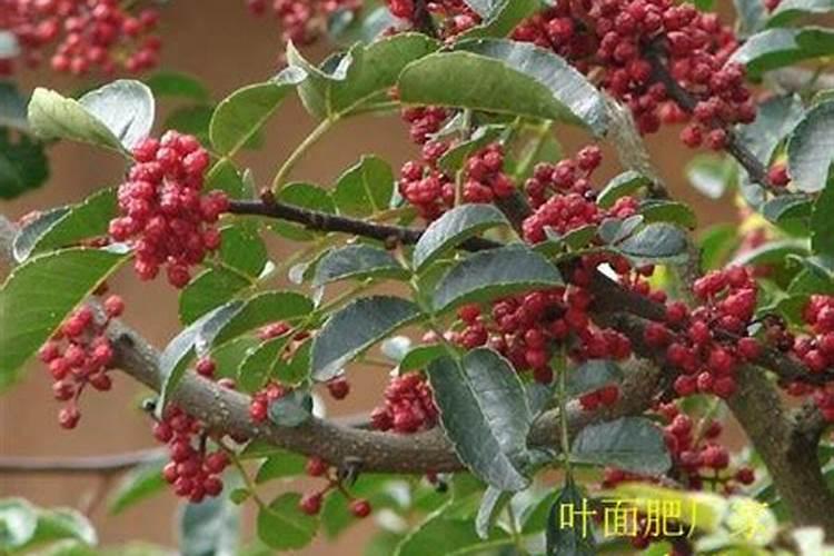 花椒树黄叶病的原因及治疗处理方法