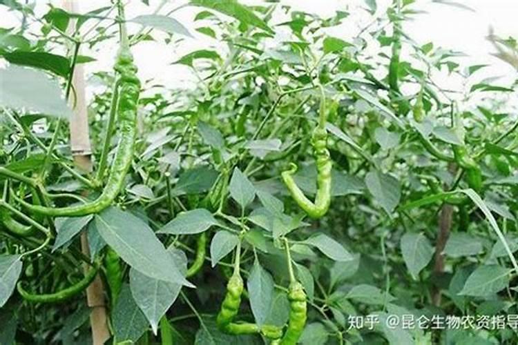 小辣椒用什么肥料最好
