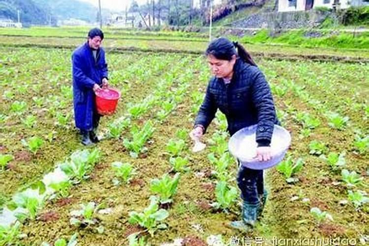 瓜果蔬菜喷叶面肥有什么好处(蔬菜叶面肥什么时候喷好)