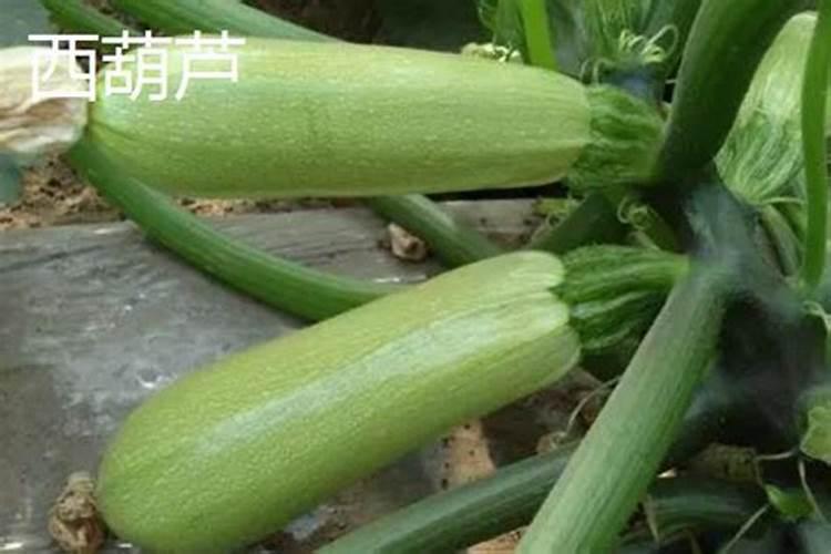 金银花用什么肥料