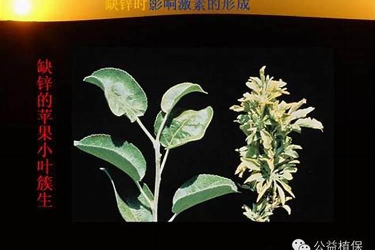 玉米施锌肥的最佳时间 使用方法及注意事项