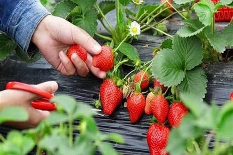 茶叶叶面肥催芽肥的正确使用