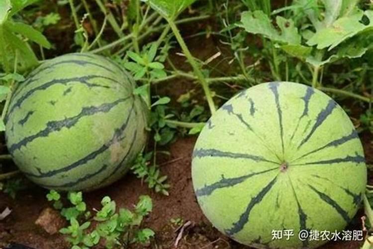 种植葡萄必须知道的5个关键施肥期在什么时候