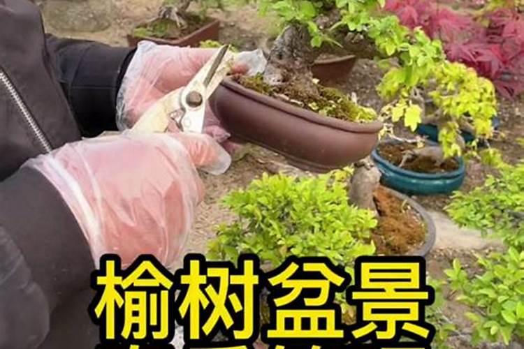 榆树盆景叶子干枯卷曲