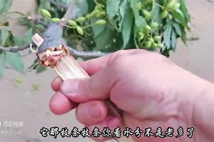 榆树盆景叶子发黄干枯什么原因？